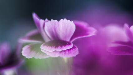 purple carnation close up isolated on black background