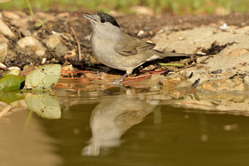 curruca capirotada macho bebiendo agua en el estanque del parque (Sylvia atricapilla) Marbella...