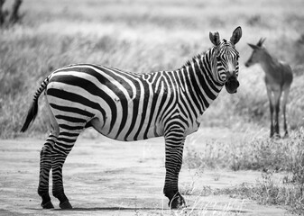 Zebras in the grass landscape of the savannah of Kenya