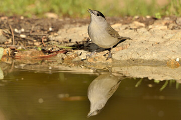 curruca capirotada macho bebiendo agua en el estanque del parque (Sylvia atricapilla) Marbella Andalucía España 