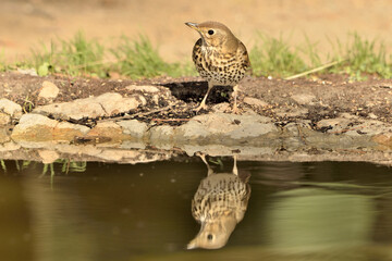  zorzal común posado en el borde del estanque del parque (Turdus philomelos) Marbella Andalucía España 