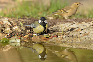  carbonero común posado y reflejado en el borde del estanque (Parus major) Marbella Andalucía España
