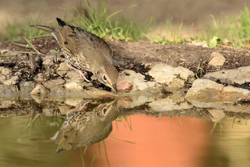  zorzal común bebiendo en el estanque del parque (Turdus philomelos) Marbella Andalucía España 
