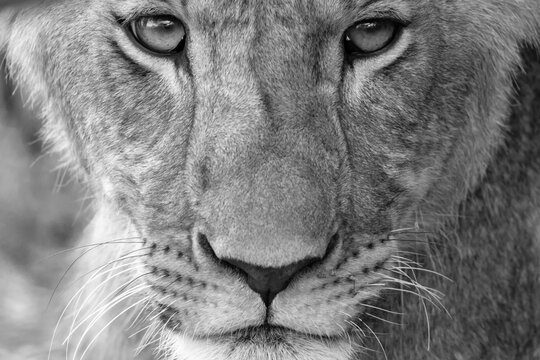 The face of a lioness in close-up
