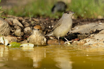 curruca  capirotada macho y hembra bebiendo agua en el estanque del parque (Sylvia atricapilla) Marbella Andalucía España 