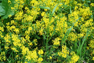 Fototapeta premium field with small yellow flowers