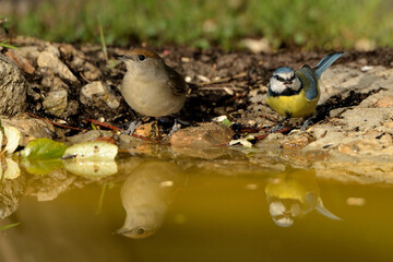 curruca capirotada y herrerillo común bebiendo agua en el estanque del parque (Sylvia atricapilla)...
