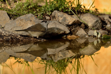 Naklejka na ściany i meble curruca capirotada macho bebiendo agua en el estanque del parque (Sylvia atricapilla) Marbella Andalucía España 