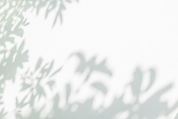 Shadow and light from sunlight of natural leaves tree branch on white wall. Nature blurred background