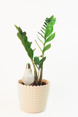Cultivated indoor plant Zamioculcas in a simple brown flower pot, evergreen plant on a white background. Stylish and simple plants for a modern interior. Succulent African plant.