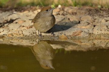 curruca capirotada hembra bebiendo agua en el estanque del parque (Sylvia atricapilla) Marbella Andalucía España 