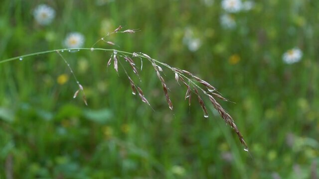 Raindrops on a twig of grass in light breeze - (4K)