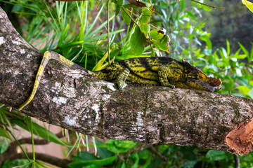 A chameleon moves along a branch in a rainforest in Madagascar