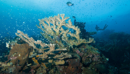 Naklejka na ściany i meble coral reef and diver, Indonesia