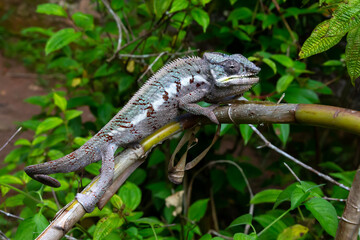 A chameleon moves along a branch in a rainforest in Madagascar