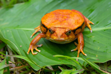 A large orange frog is sitting on a green leaf
