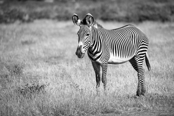 Fototapeta na wymiar Grevy zebra in Samburu is standing in the savannah