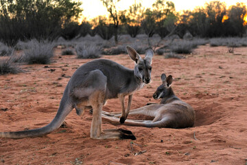 Naklejka na ściany i meble A pair of kangaroos just outside of Alice Springs, Australia.