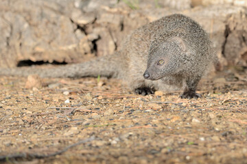 mangosta euroasiática meloncillo en el bosque  (Herpestes ichneumon) Ojén Andalucía España