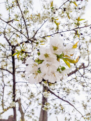 Peerless apricot blossom in spring against the blue sky. Apricot branches in bloom. Spring concept. Beautiful background of white flowers.
