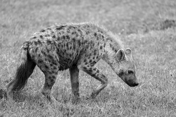 A hyena walks in the savanna in search of food