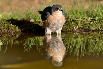  gavilán común bebiendo agua y bañándose en el estanque (Accipiter nisus) Ojén Andalucía España 