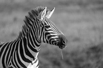 Fototapeta na wymiar A closeup of a zebra in a national park