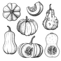 Vector ink  drawn set with pumpkins
