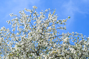 Garden with blooming apple trees.