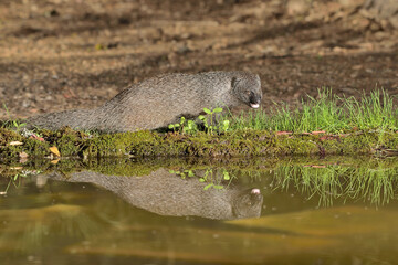 mangosta euroasiática meloncillo en el estanque del bosque  (Herpestes ichneumon) Ojén Andalucía España