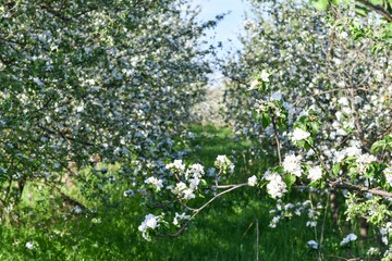 Fototapeta na wymiar Garden with blooming apple trees.