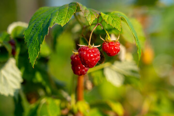 ripe raspberries branch with fresh organic berries
