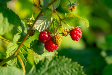 ripe raspberries branch with fresh organic berries