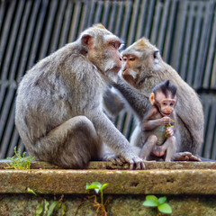 Naklejka premium Macacos en Monkey Forest (Bali)