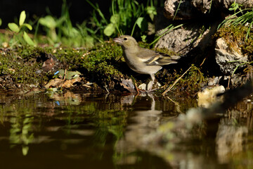  pinzón vulgar hembra bebiendo agua en el estanque del parque (Fringilla coelebs) Mabella Andalucía España 