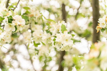 Apple tree flowers close up, blurred background