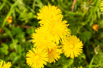 yellow dandelions on white grass. summer background