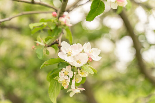 Apple tree flowers close up. blurred background