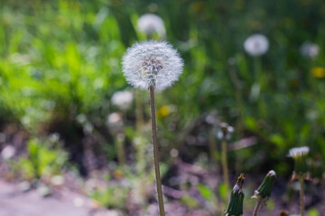 White dandelion, Dandelion grows in a green field.