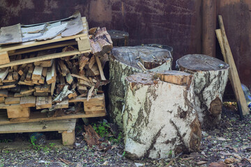 Birch stumps ready for chopping