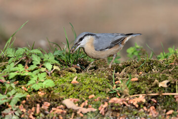    trepador azul en el suelo con musgo y hierba (Sitta europaea) Ojén Andalucía España 