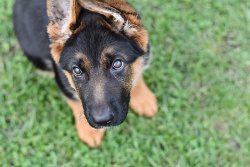 Portrait of a german shepherd puppy. View from above.
