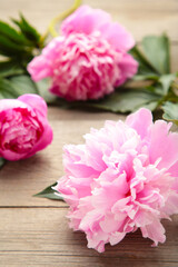 Pink peony flowers on grey wooden background.
