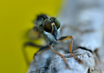 tábano posado en un tronco  (Tabanidae) Marbella AndalucÍa España 