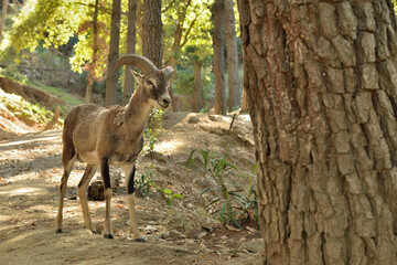 muflón macho joven en el bosque (Ovis musimon) Ojén Andalucía España 