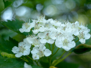 blooming hawthorn in may with white flowers