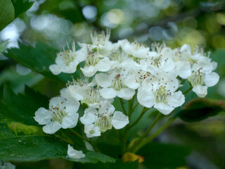 blooming hawthorn in may with white flowers
