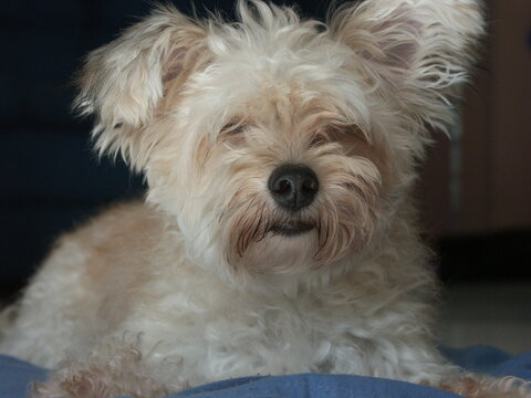Dog portrait