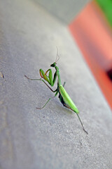 A praying mantis over concrete - 354037249