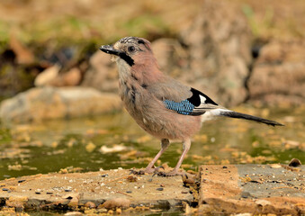   arrendajo bebiendo agua en el estanque del parque (Garrulus glandarius) Ojén Andalucía España 
